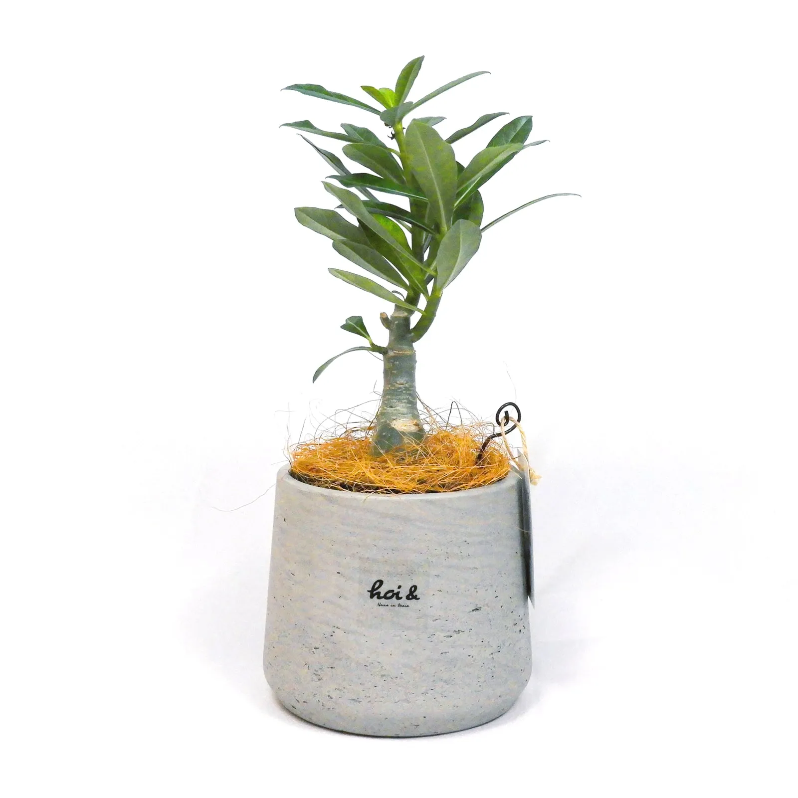 アデニウム(砂漠のバラ)(ADENIUM)