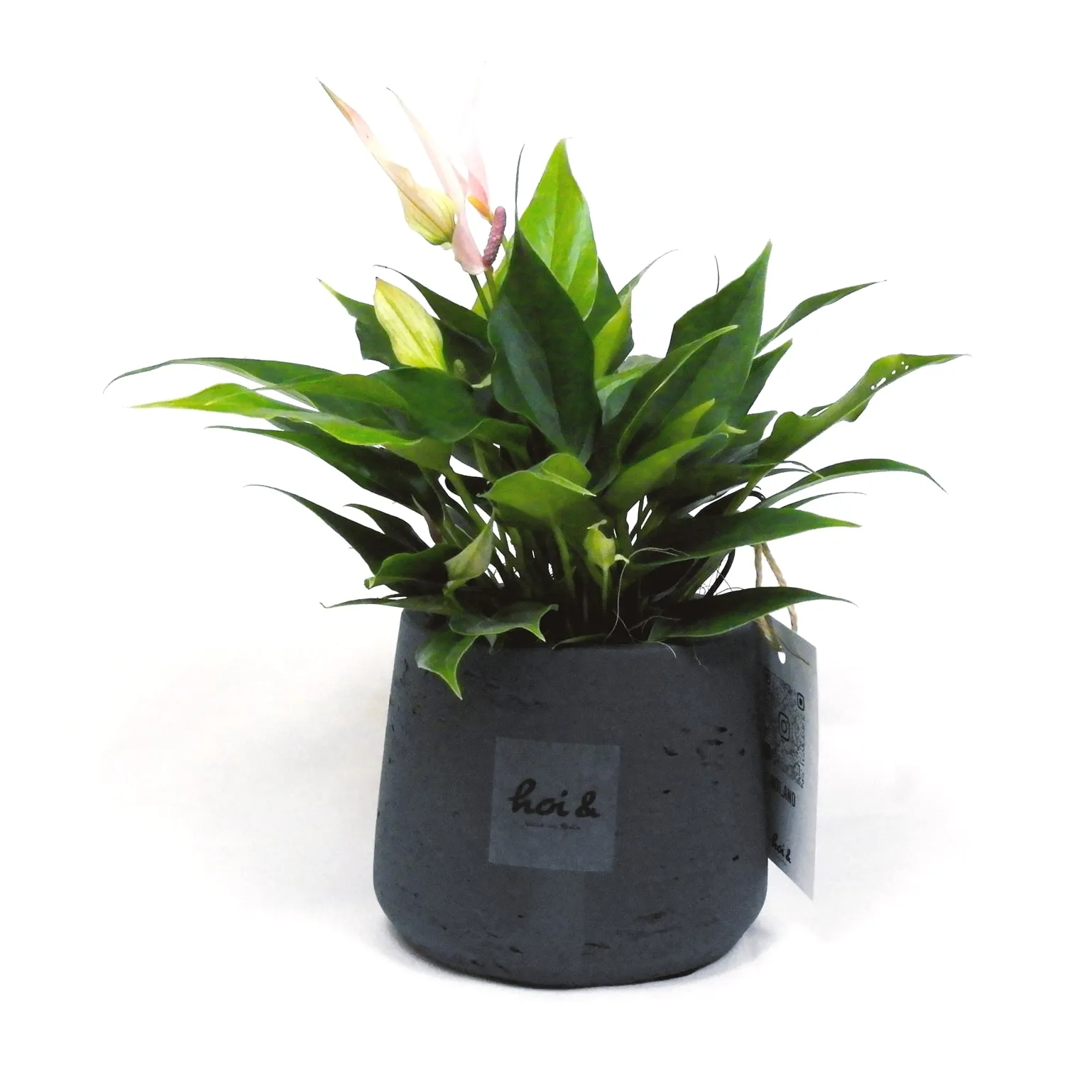 アンスリウム “リリー”(ANTHURIUM “LILY”)