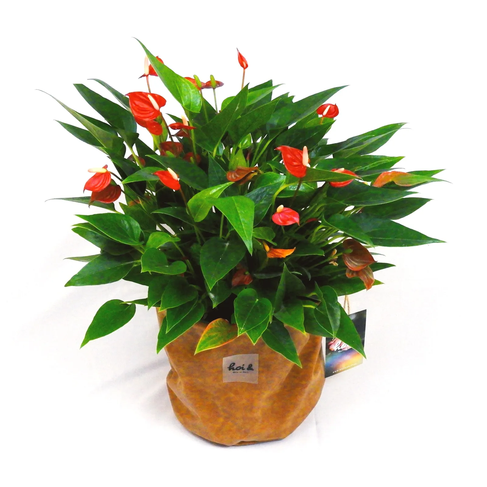 アンスリウム “ミリオンフラワーレッド”(ANTHURIUM “MILLION FLOWER RED”)