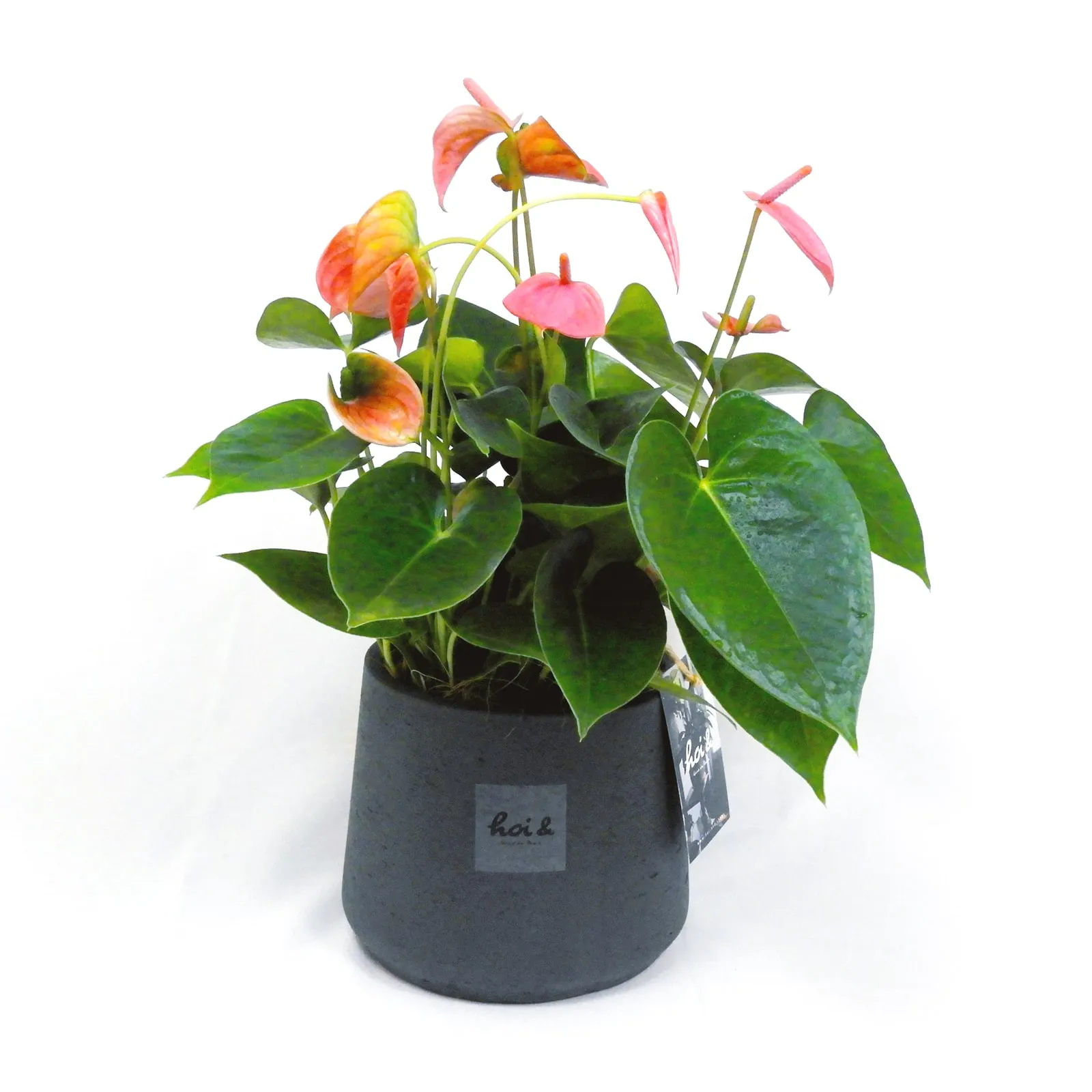 アンスリウム “ロイヤルピンク”(ANTHURIUM “ROYAL PINK”)