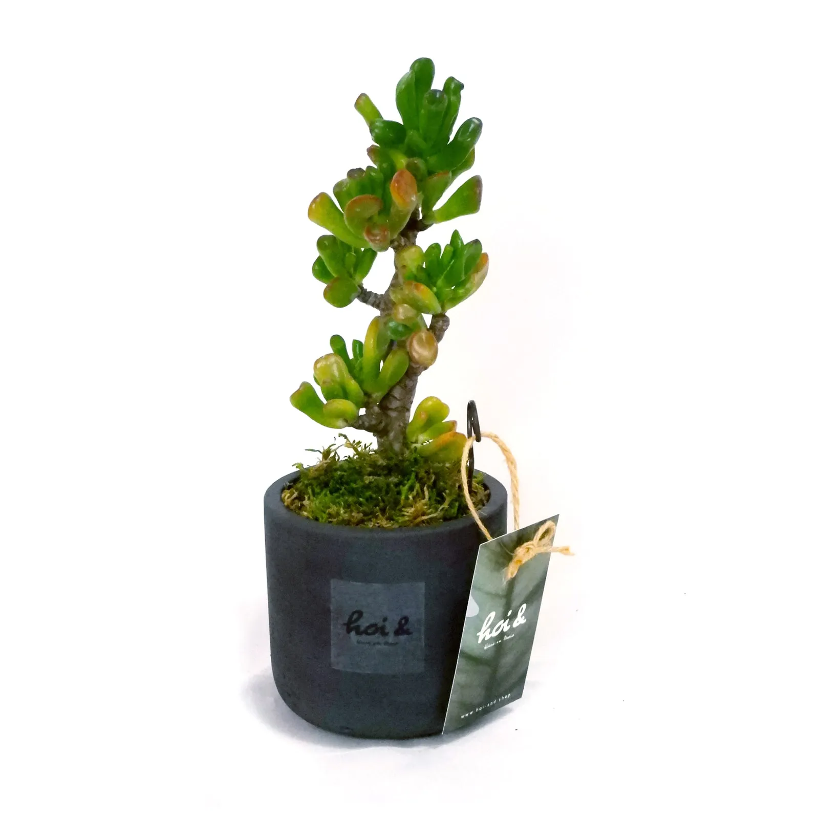多肉植物・宇宙の木(CRASSULA OVATA ‘GOLLUM’)