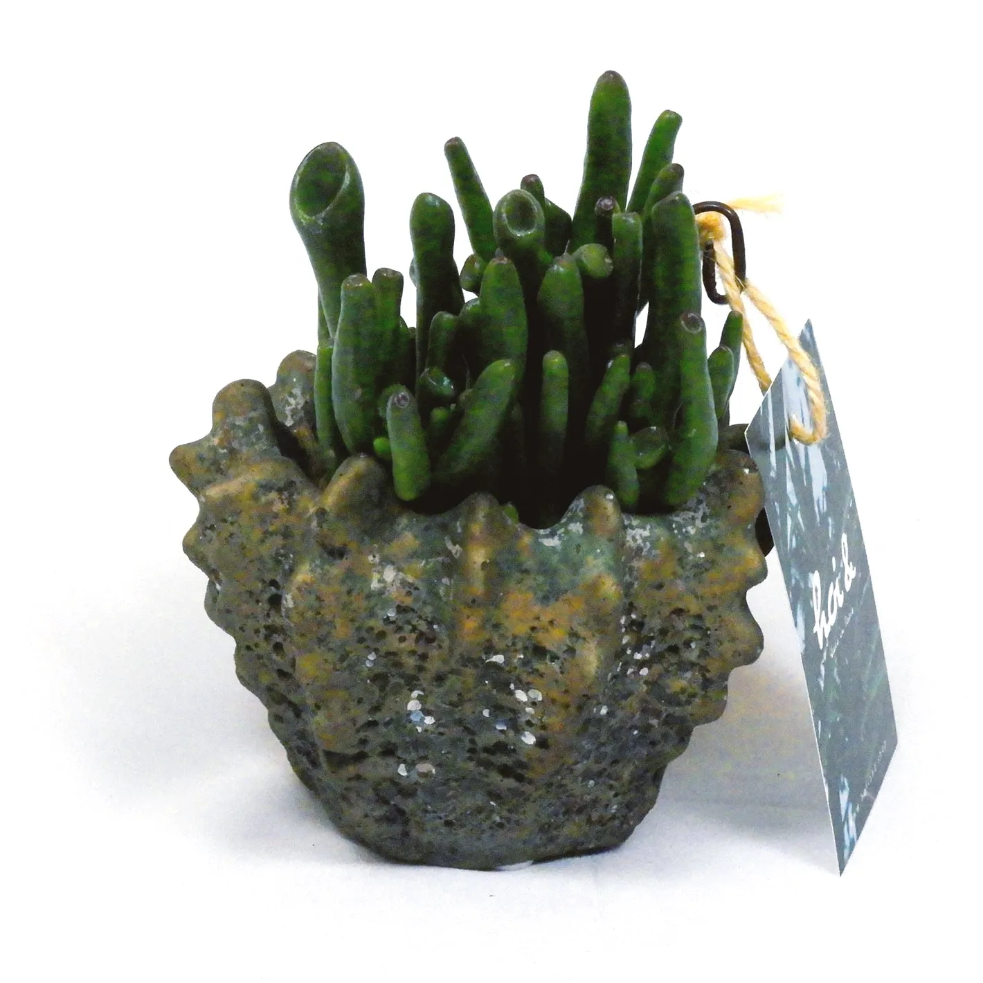 多肉植物・宇宙の木(CRASSULA OVATA ‘GOLLUM’)