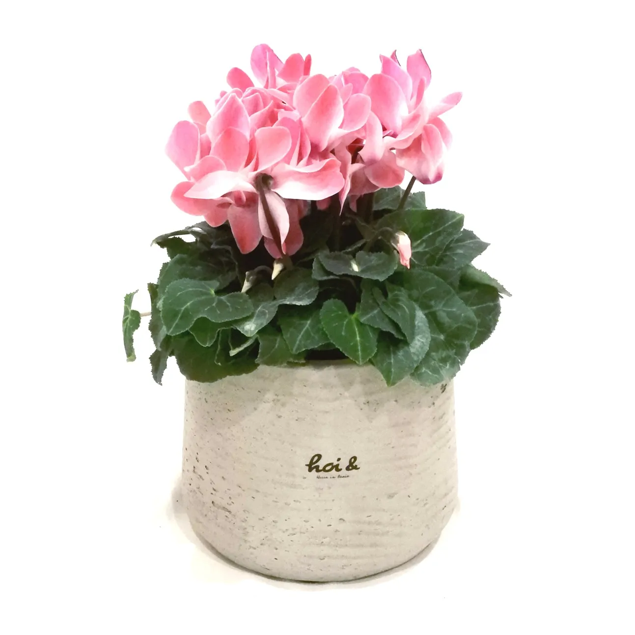 シクラメン(CYCLAMEN PERSICUM)