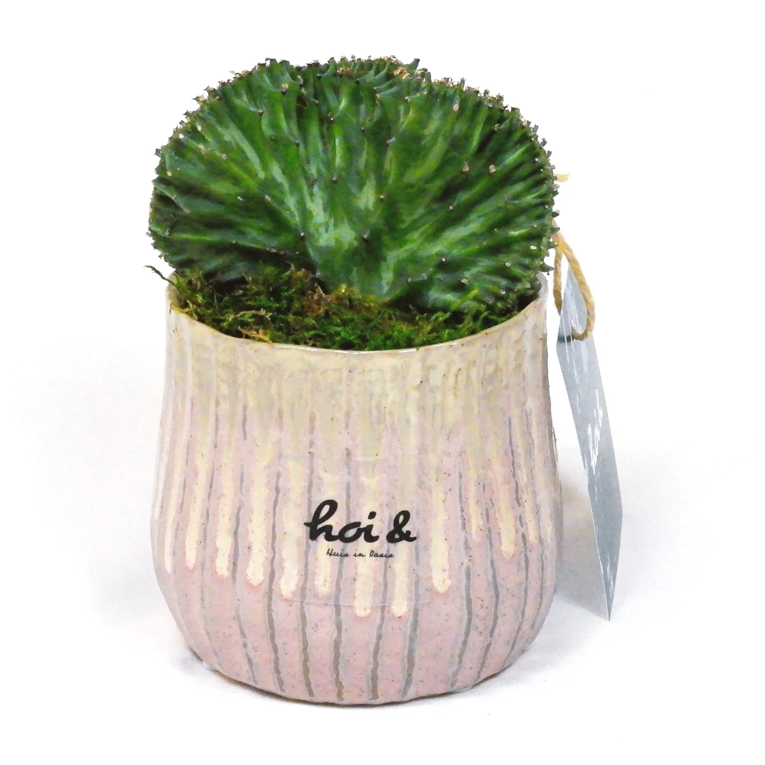 ユーフォルビア・ラクテア(EUPHORBIA LACTEA)