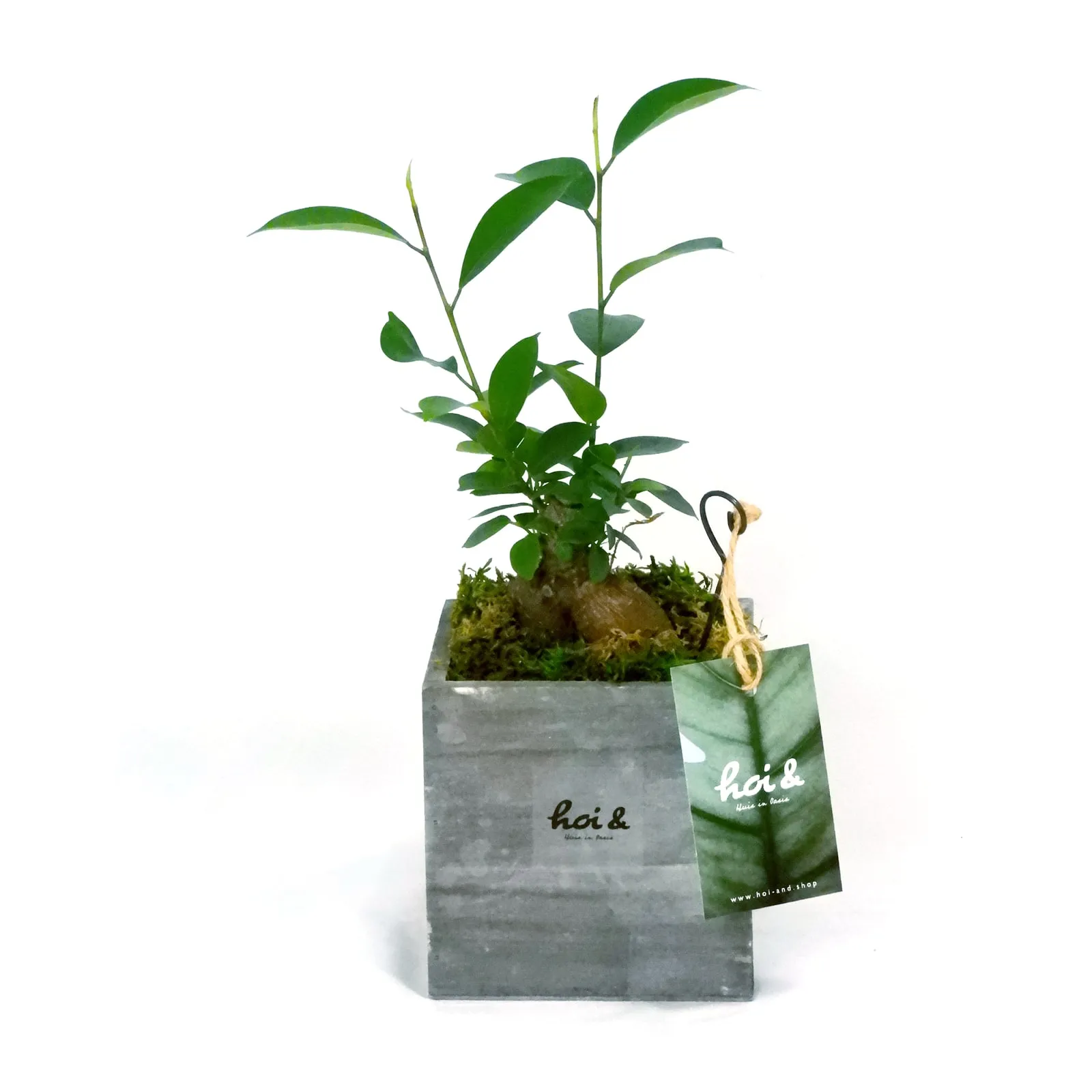 ガジュマル(FICUS RETUSA)