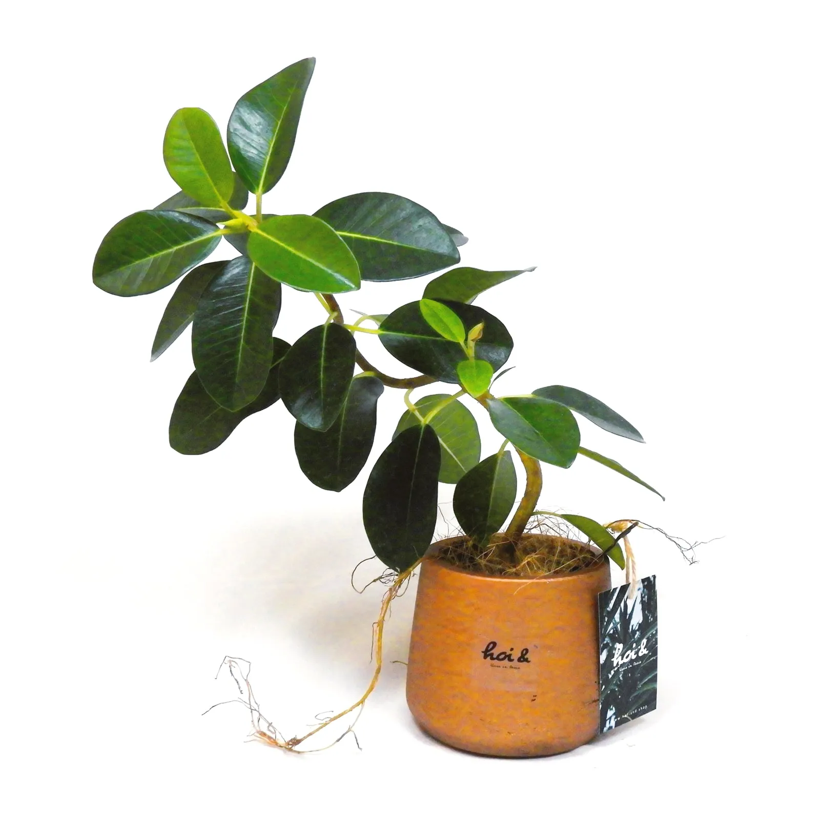 フランスゴムの木(FICUS RUBIGINOSA)