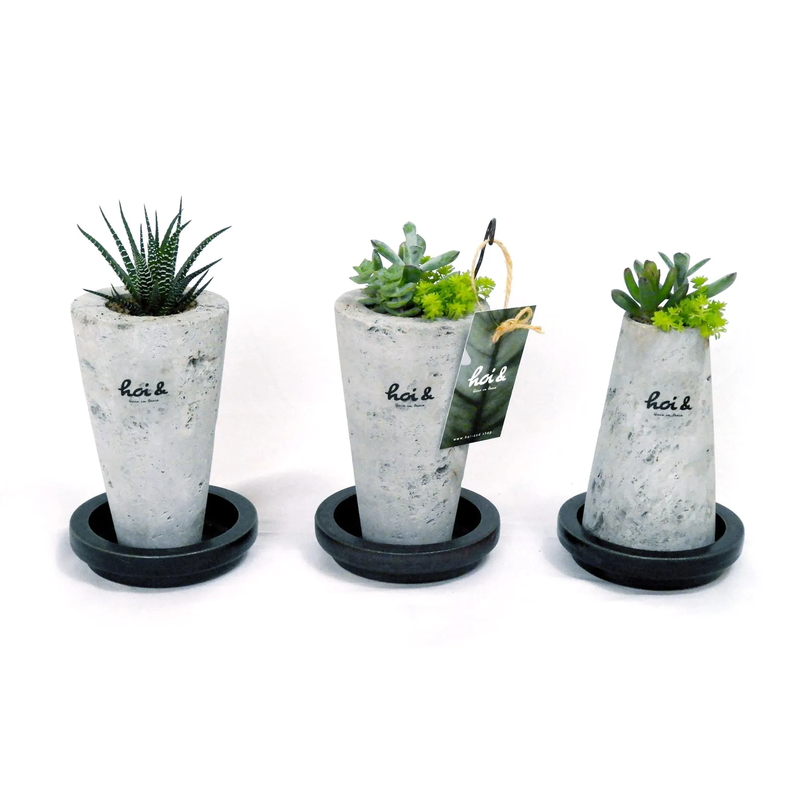 多肉植物・12の巻(HAWORTHIA FASCIATA)