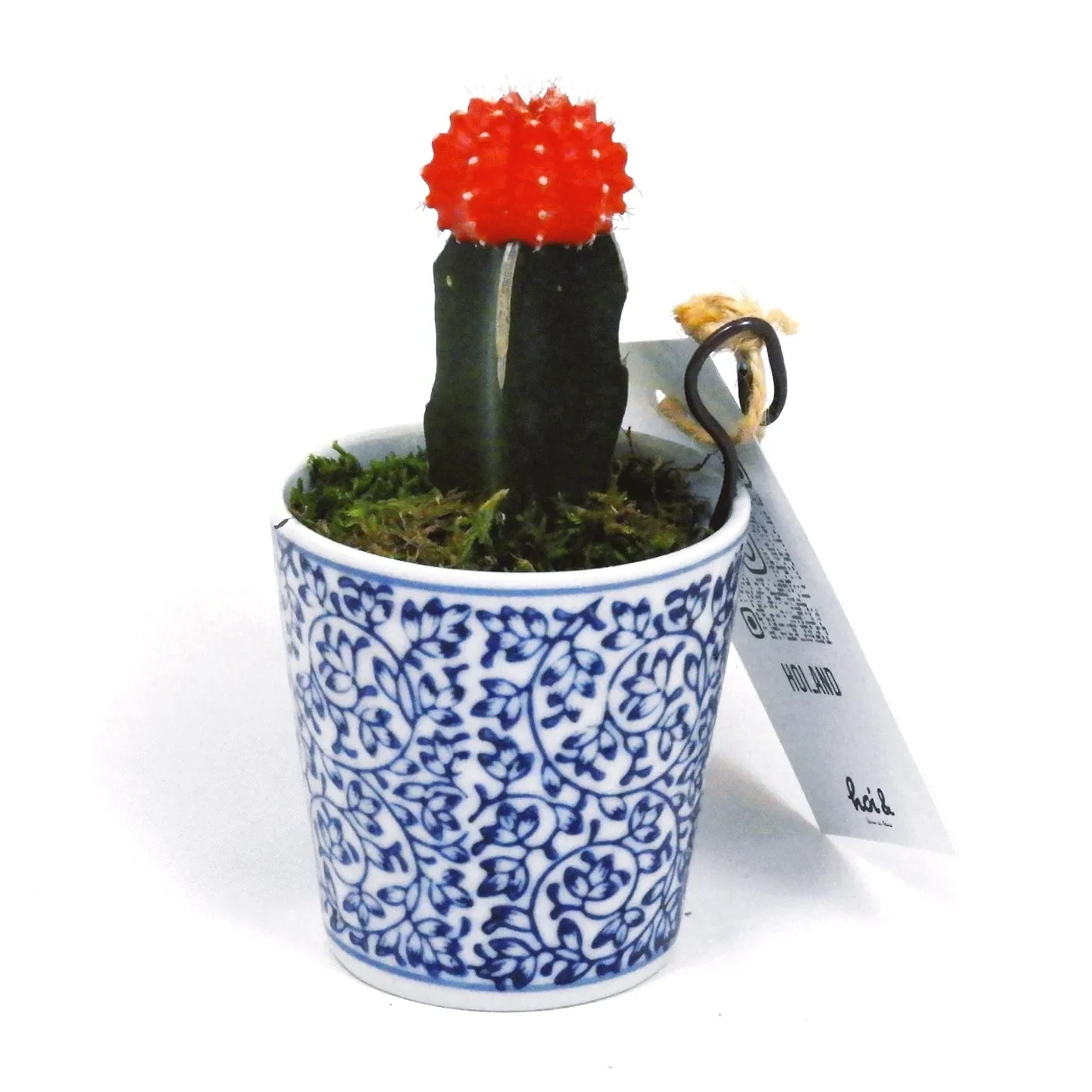 ヒボタン(緋牡丹)(GYMNOCALYCIUM MIHANOVICHII VAR. FRIEDRICHII CV. HIBOTAN)