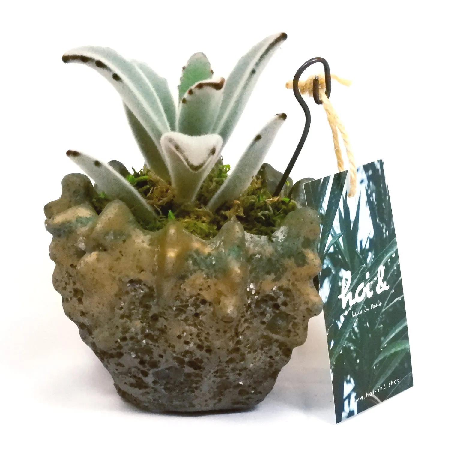 カランコエ ツキトジ(KALANCHOE TOMENTOSA)