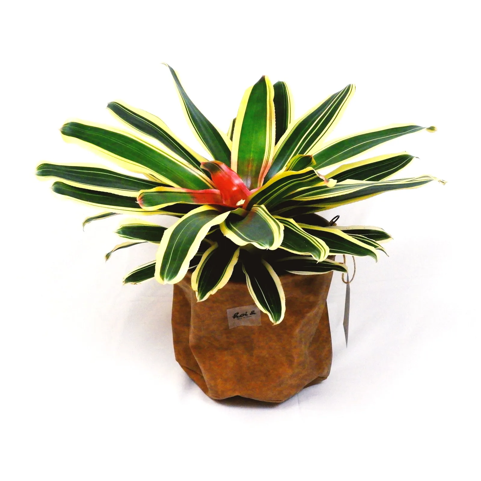ネオレゲリア(NEOREGELIA)