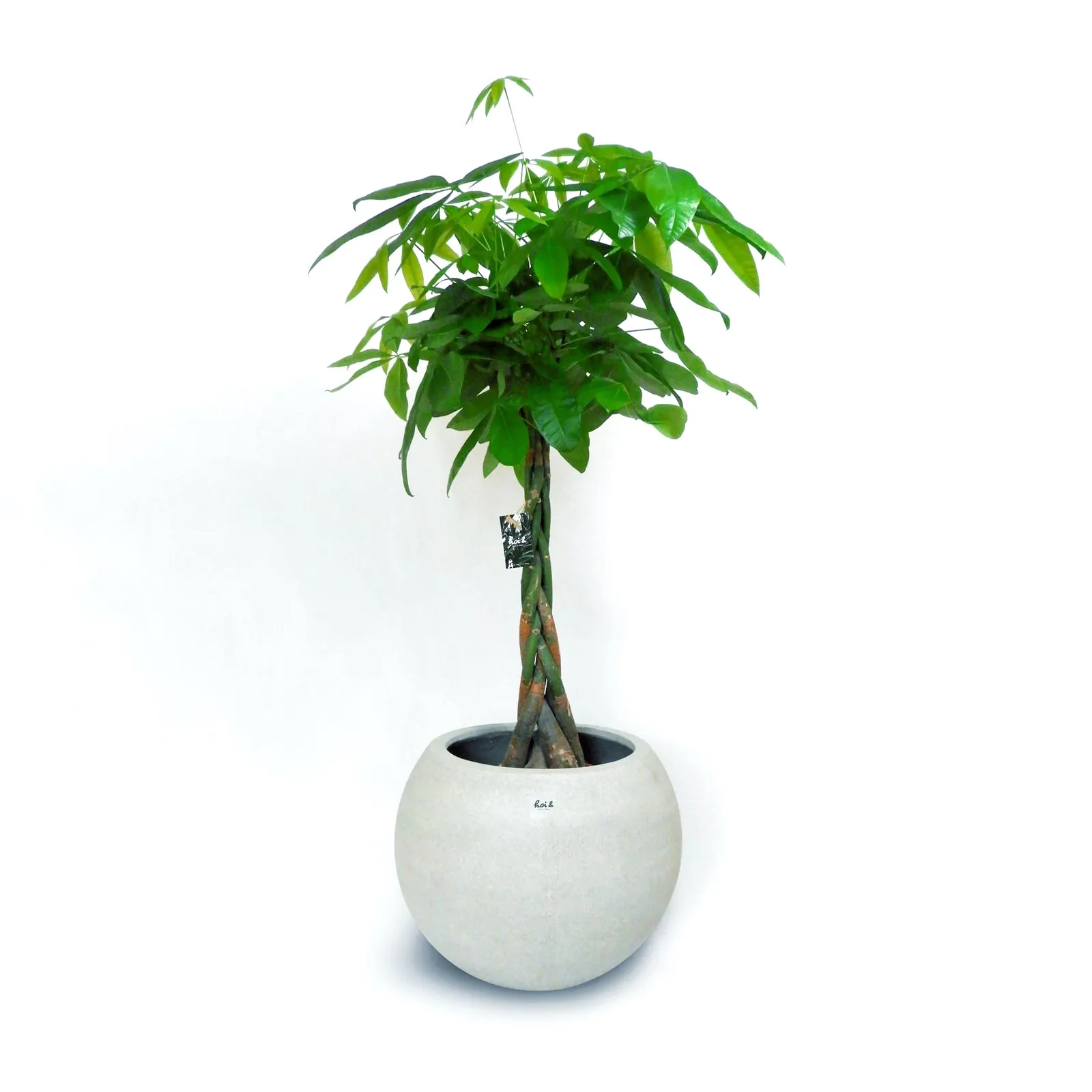 パキラ(PACHIRA GLABRA)