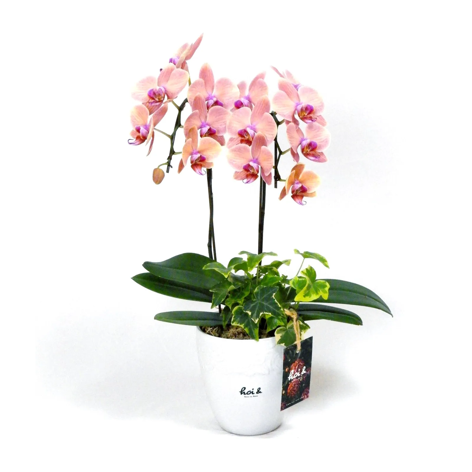 胡蝶蘭(PHALAENOPSIS)