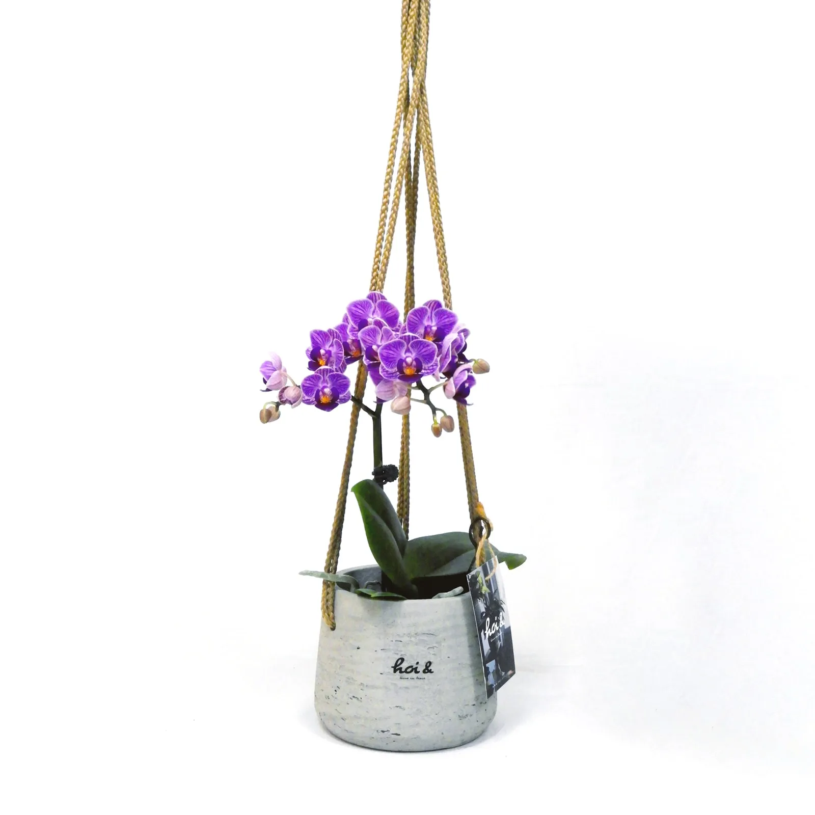 ミニ胡蝶蘭(PHALAENOPSIS)
