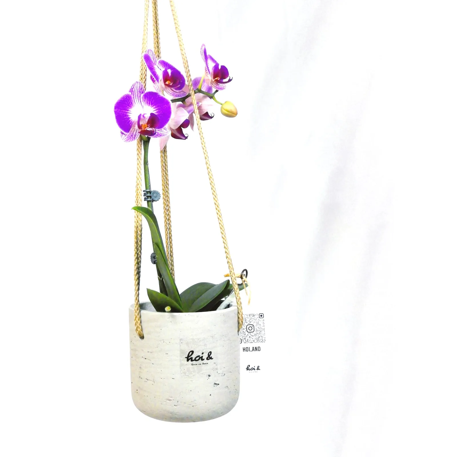 ミニ胡蝶蘭(PHALAENOPSIS)