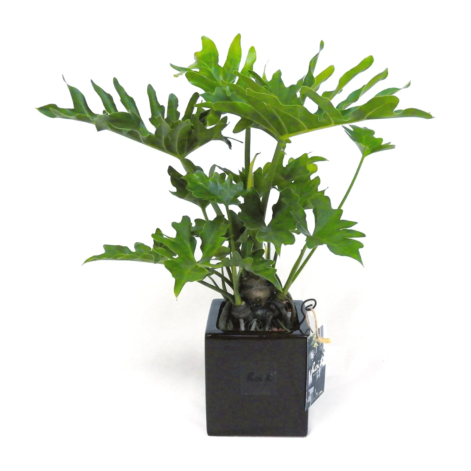 フィロデンドロン・セローム(PHILODENDRON SELLOUM)