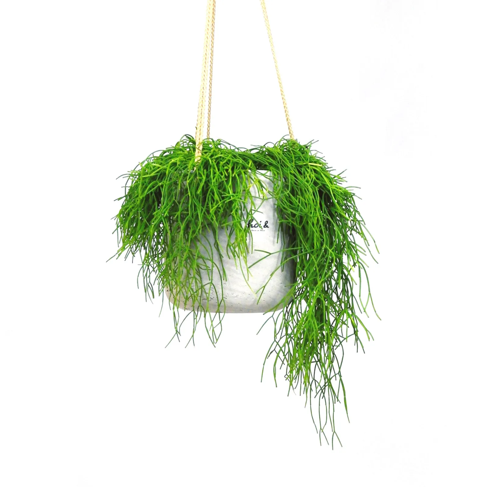 リプサリス(RHIPSALIS)