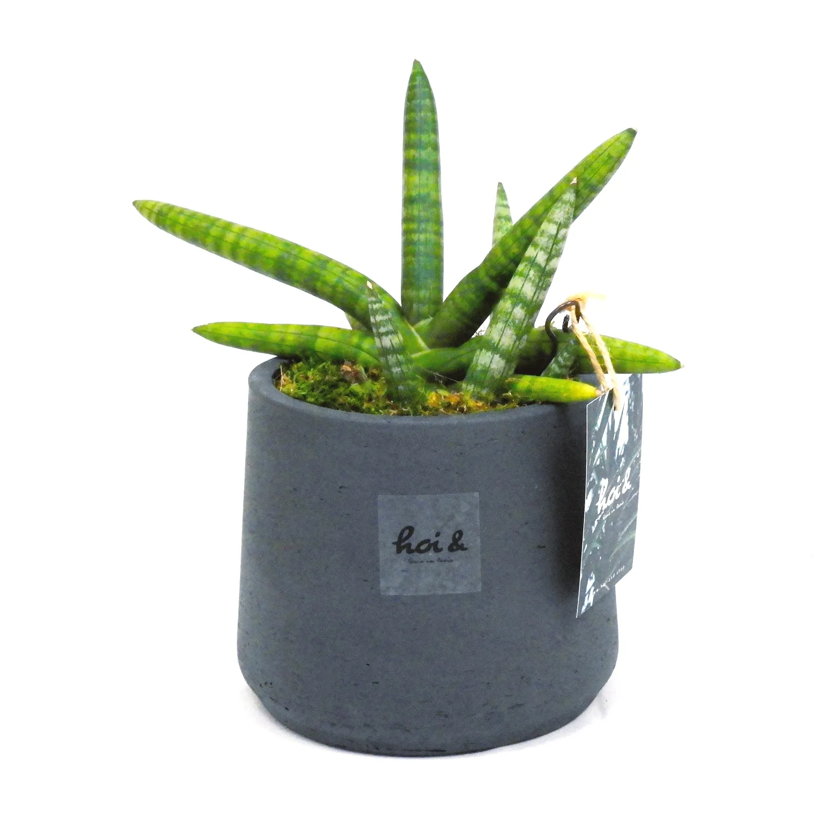 サンスベリア・ボンセレンシス(SANSEVIERIA BONCELLENSIS)