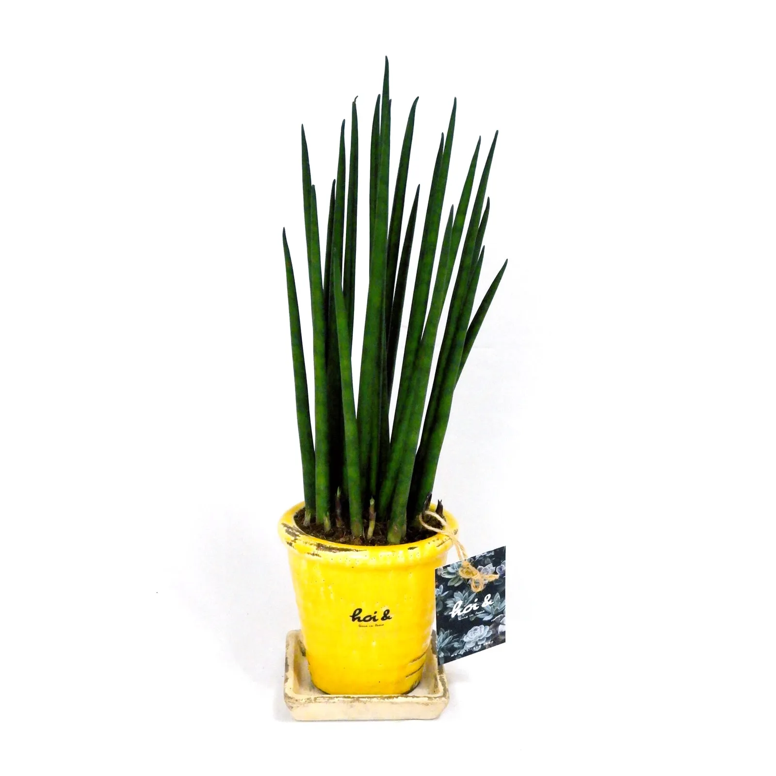 サンスベリア・多肉植物(SANSEVIERIA BACULARIS ‘MIKADO’)