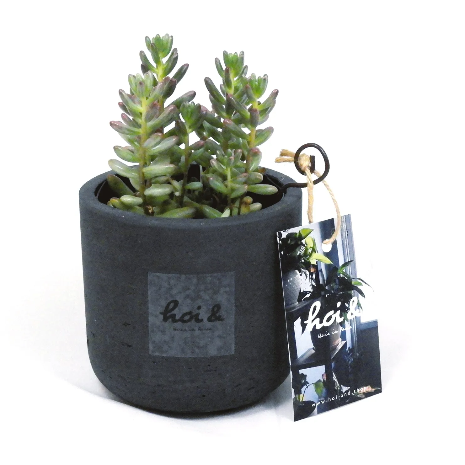 セダム・オーロラ(SEDUM AURORA)