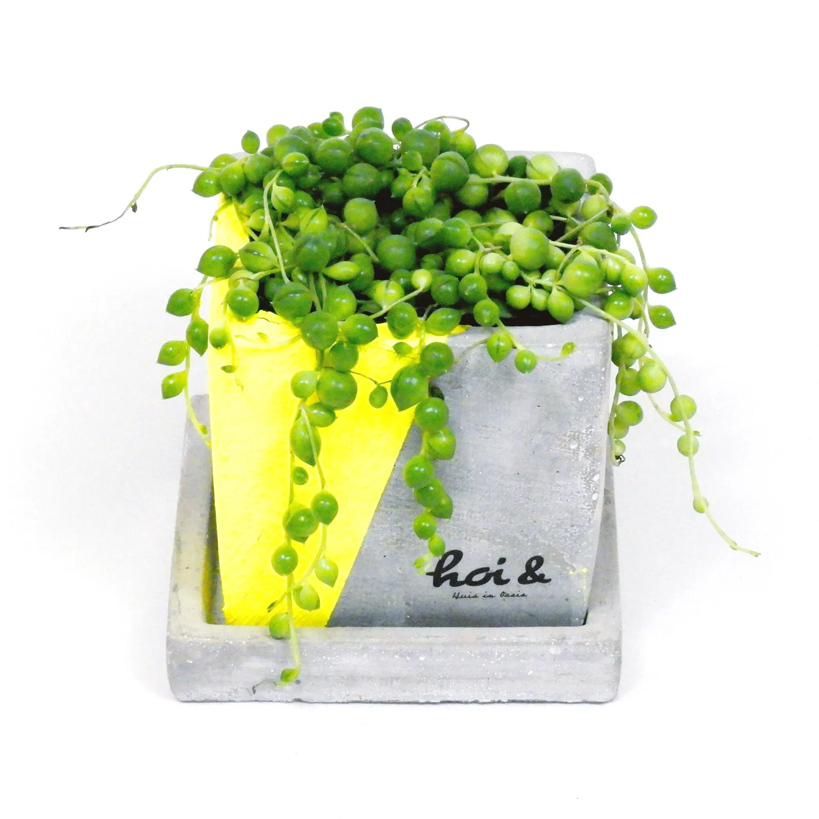 グリーンネックレス(SENECIO ROWLEYANUS)