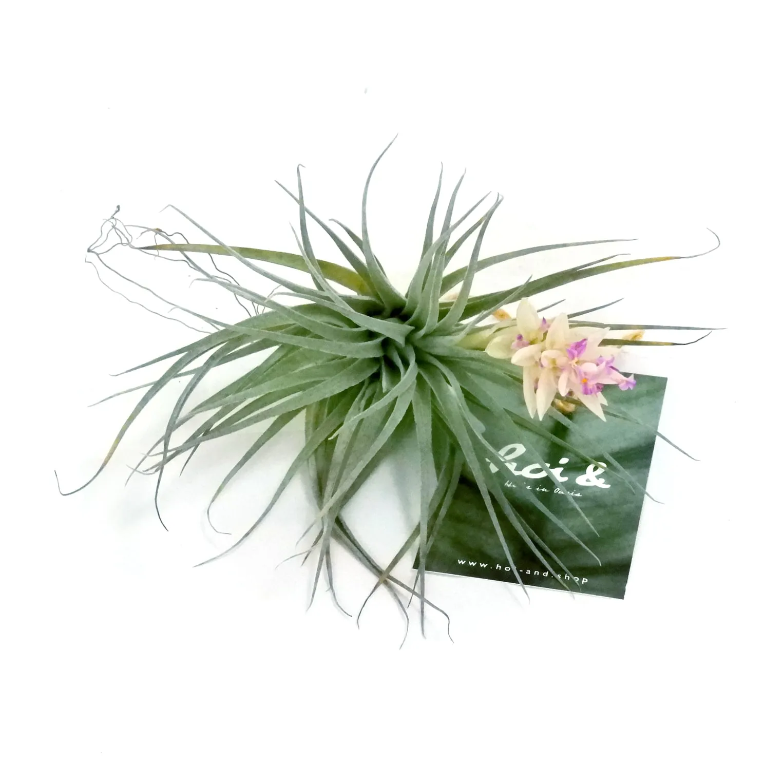 ティランジア(コットンキャンディ)(TILLANDSIA ‘COTTON CANDY’)