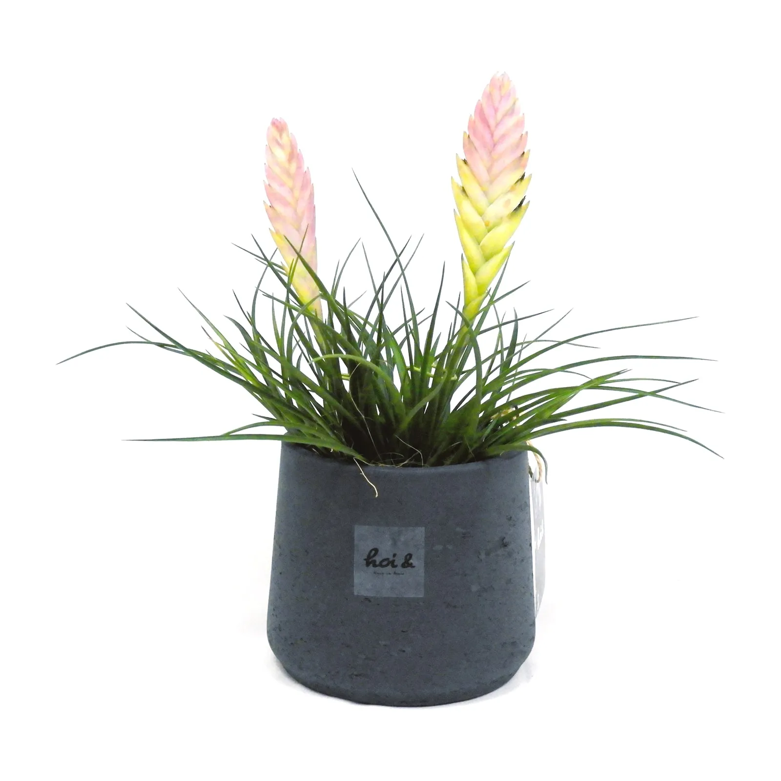 チランジア・ハナアナナス・キアネア(TILLANDSIA CYANEA)