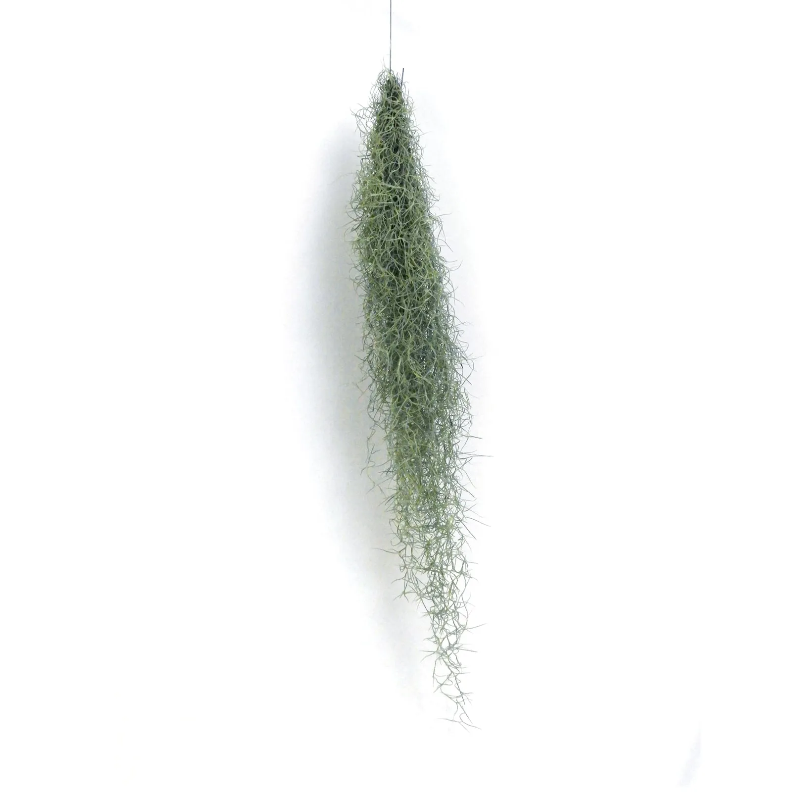 チランジアロング(TILLANDSIA USNEOIDES)