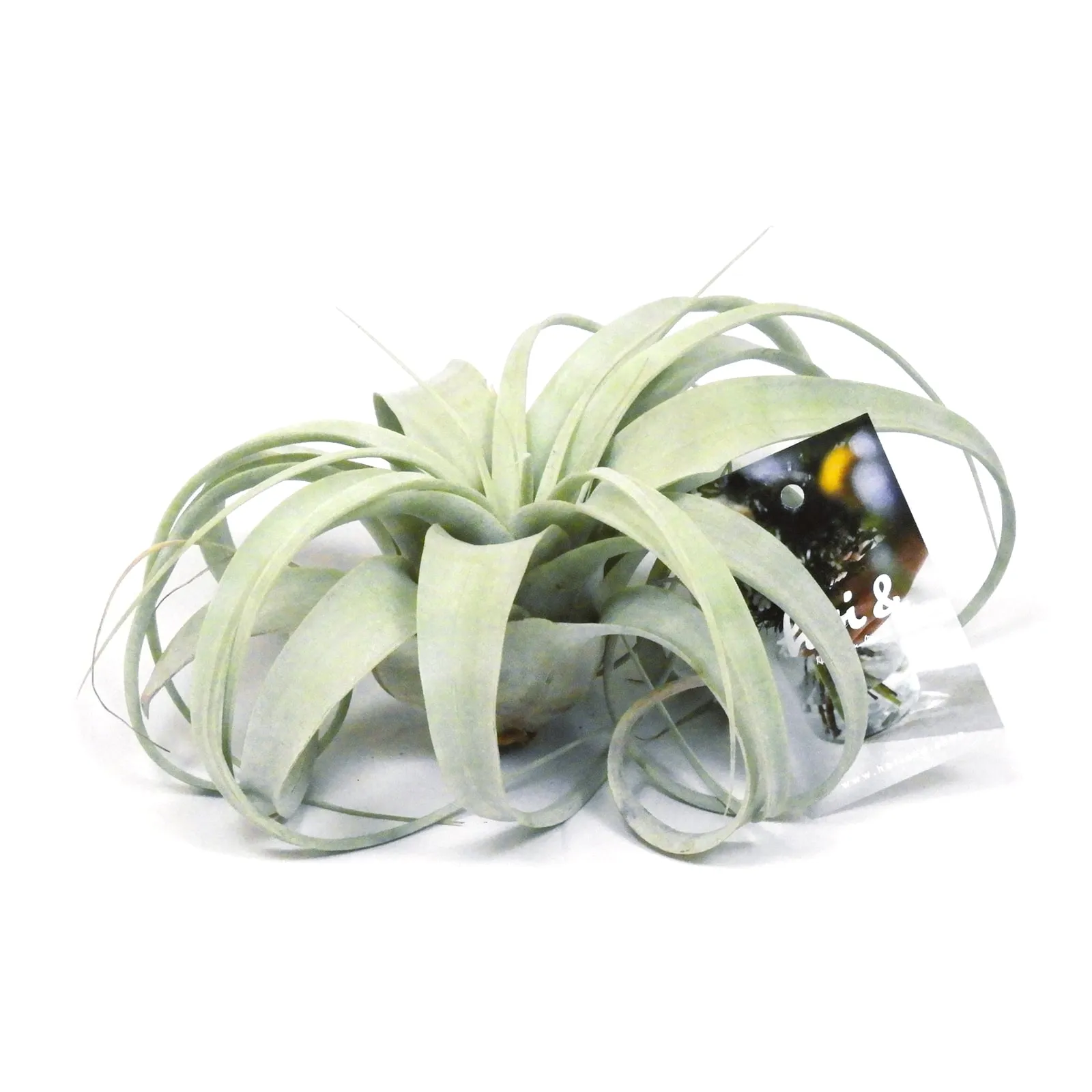 ティランジア・キセログラフィカ(TILLANDSIA XEROGRAPHICA)